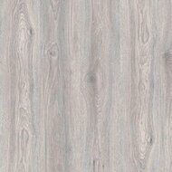 Дуб Северное сияние