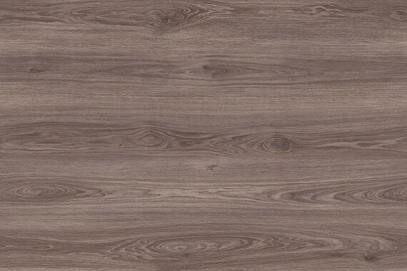 Дуб Алькасор