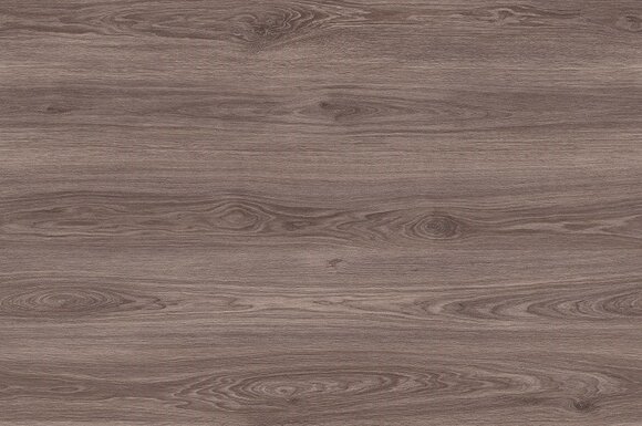 Дуб Алькасор