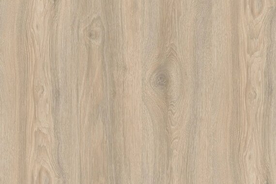 Дуб Кедровый