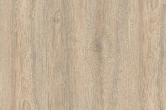 Дуб Кедровый